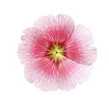 Load image into Gallery viewer, Hollyhock - Flower Folding Card