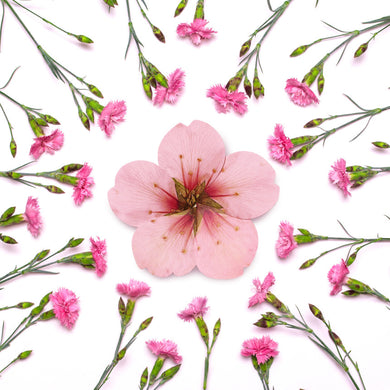 Almond Blossom - Flower Folding Card