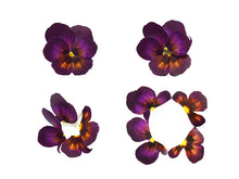 Load image into Gallery viewer, Pansy -  Flower Folding Card