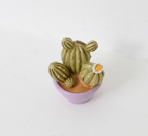 Miniature Cacti