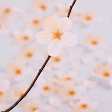 Load image into Gallery viewer, Sticky Leaf - Memo Notes - Cherry Blossom (Large)