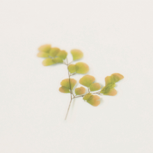 Load image into Gallery viewer, Pressed Flower Sticker - Adiantum