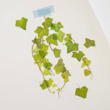 Load image into Gallery viewer, Pressed Flower Sticker - Ivy