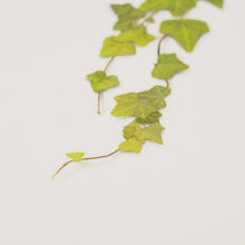 Load image into Gallery viewer, Pressed Flower Sticker - Ivy