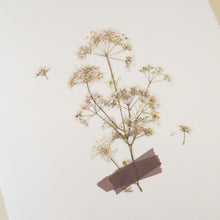Load image into Gallery viewer, Pressed Flower Sticker - Lace Flower