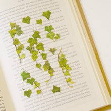Load image into Gallery viewer, Pressed Flower Sticker - Ivy