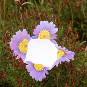 Marguerite - Flower Folding Card