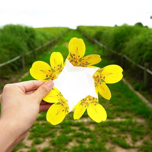 Cinquefoil - Flower Folding Card