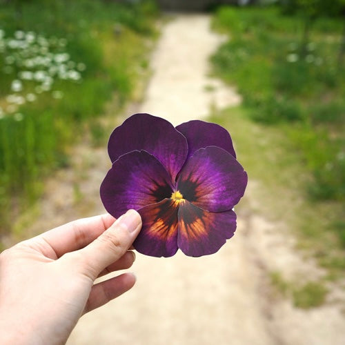 Pansy -  Flower Folding Card