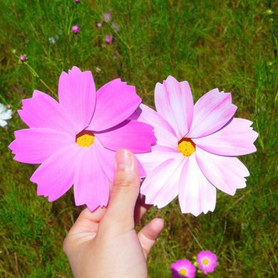 Cosmos - Flower Folding Card