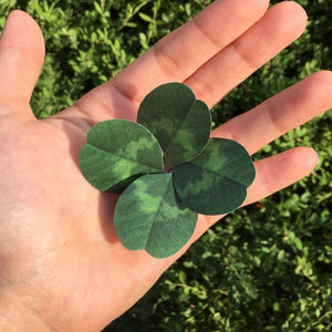 Four Leaf Clover -  Flower Folding Card