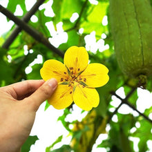 Load image into Gallery viewer, Cinquefoil - Flower Folding Card