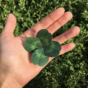 Four Leaf Clover -  Flower Folding Card