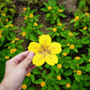 Cinquefoil - Flower Folding Card