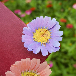 Marguerite - Flower Folding Card