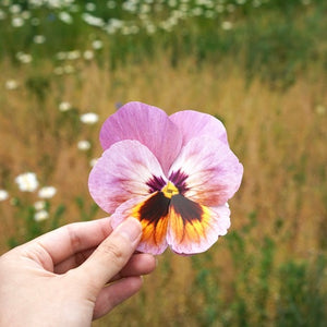 Pansy -  Flower Folding Card