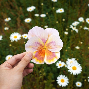 Pansy -  Flower Folding Card