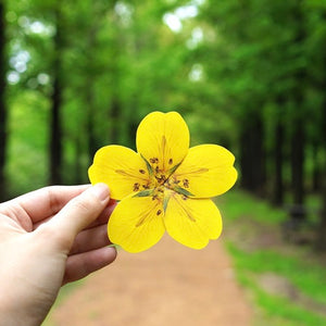 Cinquefoil - Flower Folding Card