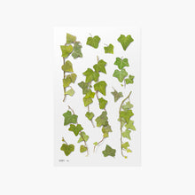 Load image into Gallery viewer, Pressed Flower Sticker - Ivy