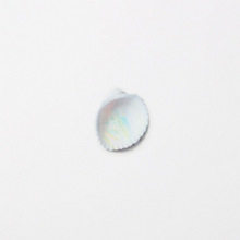 Load image into Gallery viewer, Nature Sticker - Seashell