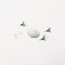 Load image into Gallery viewer, Nature Sticker - Seashell