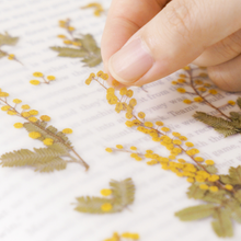 Load image into Gallery viewer, Pressed Flower Sticker - Mimosa