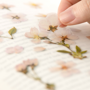 Pressed Flower Sticker - Cherry Blossom