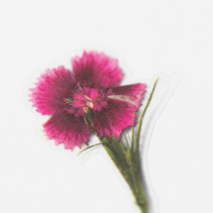 Pressed Flower Sticker - Dianthus Chinensis