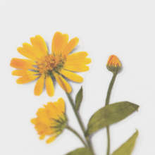 Load image into Gallery viewer, Pressed Flower Sticker - Calendula