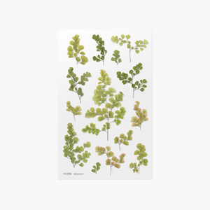 Pressed Flower Sticker - Adiantum