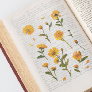 Pressed Flower Sticker - Calendula