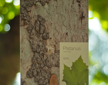 Load image into Gallery viewer, Woodpecker Note-Platanus (medium:lined)