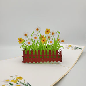 Daffodil Garden - Pop Up