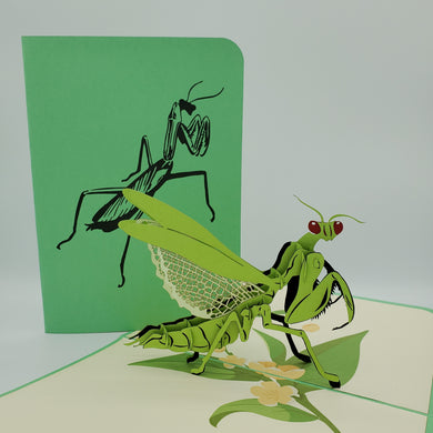 Praying Mantis - Pop Up