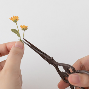 Pressed Flower Sticker - Calendula