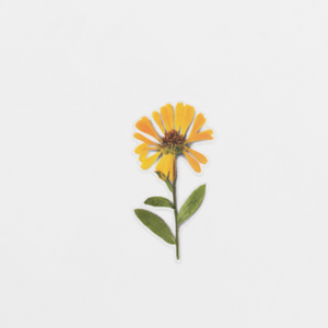 Pressed Flower Sticker - Calendula