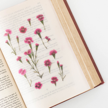 Load image into Gallery viewer, Pressed Flower Sticker - Dianthus Chinensis