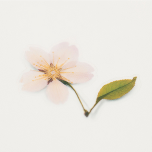 Pressed Flower Sticker - Cherry Blossom