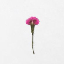 Load image into Gallery viewer, Pressed Flower Sticker - Dianthus Chinensis
