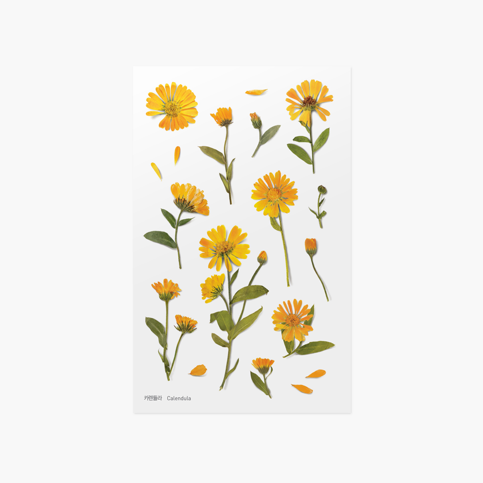 Pressed Flower Sticker - Calendula