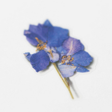 Load image into Gallery viewer, Pressed Flower Sticker - Larkspur