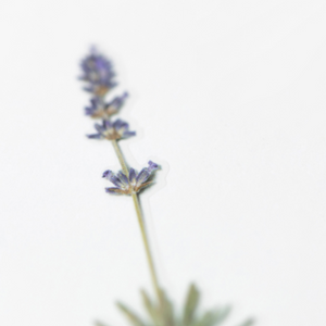 Pressed Flower Sticker - Lavender