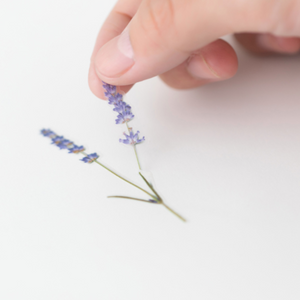 Pressed Flower Sticker - Lavender