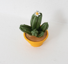 Load image into Gallery viewer, Miniature Cacti