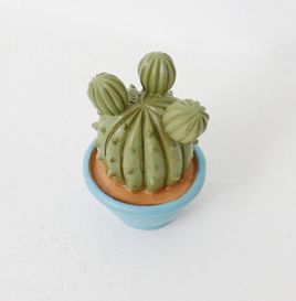 Miniature Cacti