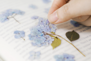 Pressed Flower Sticker - Big Leaf Hydrangea