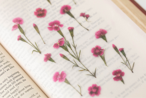 Pressed Flower Sticker - Dianthus Chinensis