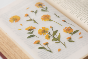 Pressed Flower Sticker - Calendula