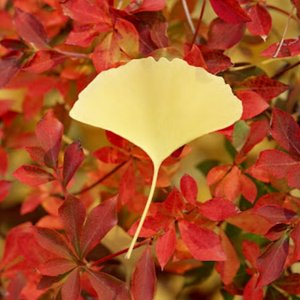 Sticky Leaf - Memo Notes - Ginkgo (Small)