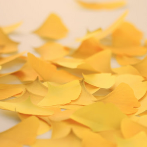 Sticky Leaf - Memo Notes - Ginkgo (Large)